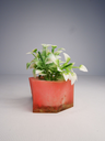 DSCF3812.webp